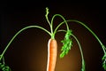 A carrot on an orange background