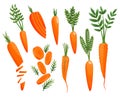 Carrot. Orange roots, green carrot tops. Vegetable vector sketch. Fresh cartoon vegetable isolated on white background