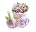 Garlic. Healthy lifestile. Green concept Royalty Free Stock Photo