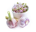 Garlic. Healthy lifestile. Green concept