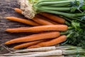 Carrot parsnip celery. Celery carrot and parsnip on rustic oak table Royalty Free Stock Photo