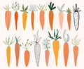 Carrot collection with different design elements, isolated