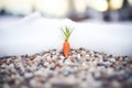 carrot and pebbles on the ground near snow pile