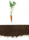 Carrot. Plant and ground isolated on white background