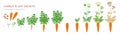 Carrot plant growth stages infographic elements. Growing process of carrot from seeds, sprout to mature taproot, life