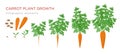 Carrot plant growth stages infographic elements. Growing process of carrot from seeds, sprout to mature taproot, life Royalty Free Stock Photo