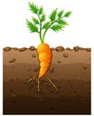 Carrot plant with roots underground illustration