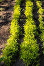 Carrot plant sprouting out of soil. A garden plot for farming Royalty Free Stock Photo