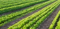 Carrot plantations grow in the field. Agriculture. Organic vegetables. Vegetable rows. Farming. Selective focus