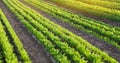 Carrot plantations grow in the field. Agriculture. Organic vegetables. Vegetable rows. Farming. Selective focus