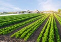 Carrot plantations grow in the field. Vegetable rows. Growing vegetables. Farm. Landscape with agricultural land. Crops Fresh