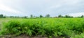 Carrot plantations are grown in the field. Vegetable rows. Organic vegetables. Landscape agriculture. Farming Farm. Eco friendly