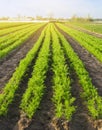 Carrot plantations are grown in the field. Vegetable rows. Organic vegetables. Landscape agriculture. Farming Farm.