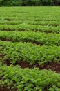 Carrot planting field at harvesting stage, leafy agriculture