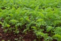 Carrot planting field at harvesting stage, leafy agriculture