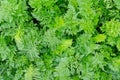 Carrot plants, top view Royalty Free Stock Photo