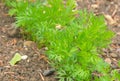 Carrot plants in a vegetable plot