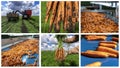 Carrot Production and Postharvest Handling of Carrots - Photo Collage Royalty Free Stock Photo