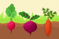 Carrot Radish and Beetroot Vector Illustration