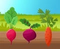 Carrot Radish and Beetroot Vector Illustration