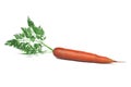 Carrot