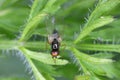 Carrot root fly, Chamaepsila rosae called also Psila rosa. Adult insect on carrot foliage