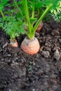 Carrot root in the ground