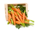 Carrot roots (Daucus carota ssp. sativus) in wooden crate