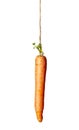 Carrot rope food vegetable hanging