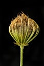 Carrot seed against black Royalty Free Stock Photo