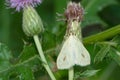 Carrot Seed Moth - Sitochroa palealis Royalty Free Stock Photo