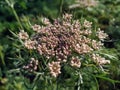 Carrot seed white flower and green background Royalty Free Stock Photo