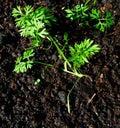 Carrot seedling Royalty Free Stock Photo