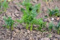 Carrot seedlings - ecological vegetable garden Royalty Free Stock Photo