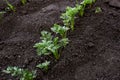 Carrot seedlings are planted in a row. Royalty Free Stock Photo