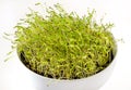 Carrot seedlings in a white bowl, shoots of Daucus carota, front view