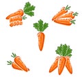 Carrot set. Vector