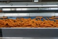 Carrot Sorting, Weighing and Packing Line Royalty Free Stock Photo