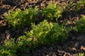 Carrot sprouts are growing from black soil on a kitchen garden at home.