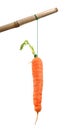 Carrot on a stick