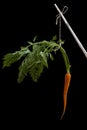 Carrot on a stick Royalty Free Stock Photo
