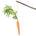 Carrot on a stick Royalty Free Stock Photo