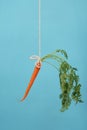 Carrot on a stick on blue