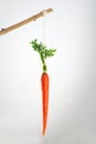 Carrot on a stick incentive Royalty Free Stock Photo