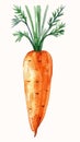 From Carrot to Mascot: A Visual Journey of Pristine Skin and Dis Royalty Free Stock Photo