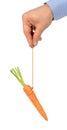 Carrot on String Royalty Free Stock Photo