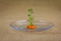 Carrot top growing by propagating in water in a glass bowl Royalty Free Stock Photo