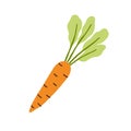 Carrot with top leaf. Fresh orange root vegetable with crunchy tuber and leaves. Carotene food. Healthy vitamin veggie