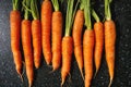 Carrot with tops in row Royalty Free Stock Photo