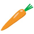 Carrot vector clipart. Color illustration on gardening, vegetables, vegetarian food.